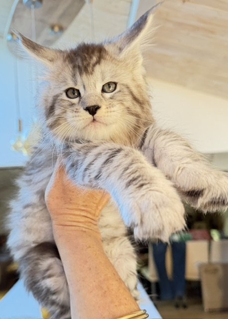 Bewolf Chatterie MAKATEA Maine Coon