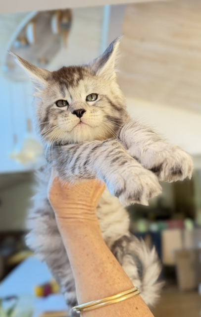 Bewolf Chatterie MAKATEA Maine Coon