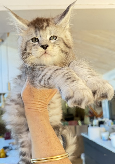 Bewolf Chatterie MAKATEA Maine Coon