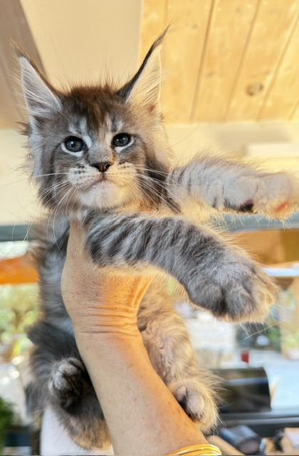 Bubble Gum Chatterie MAKATEA Maine Coon