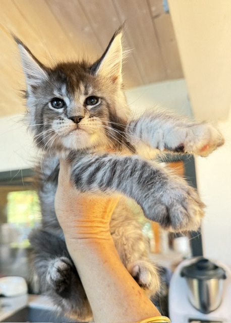 Bubble Gum Chatterie MAKATEA Maine Coon
