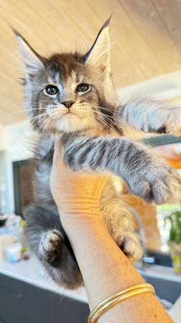 Bubble Gum Chatterie MAKATEA Maine Coon