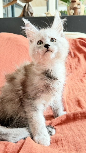 Banquise Chantilly Chatterie MAKATEA Maine Coon