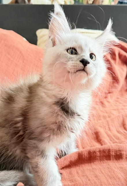 Banquise Chantilly Chatterie MAKATEA Maine Coon