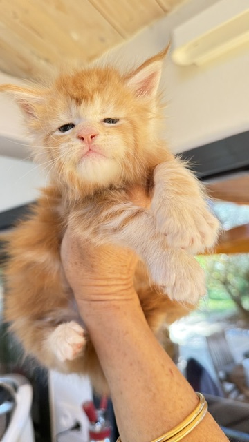 Berny Chatterie MAKATEA Maine Coon