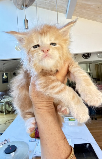 Berny Chatterie MAKATEA Maine Coon