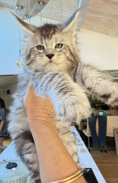 Bewolf Chatterie MAKATEA Maine Coon