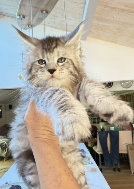 Bewolf Chatterie MAKATEA Maine Coon