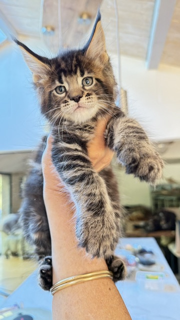 Borys  Chatterie MAKATEA Maine Coon