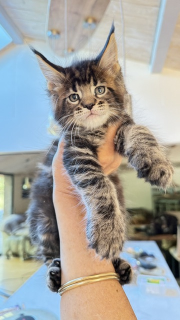 Borys  Chatterie MAKATEA Maine Coon