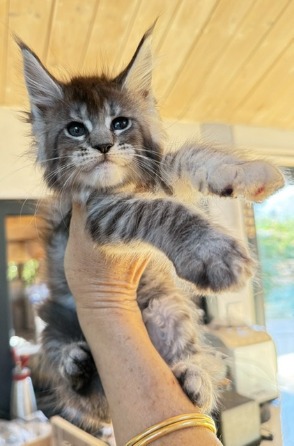 Bubble Gum Chatterie MAKATEA Maine Coon