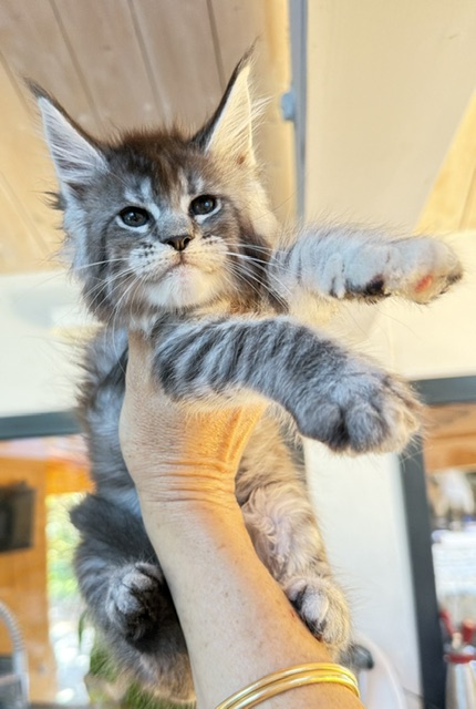 Bubble Gum Chatterie MAKATEA Maine Coon