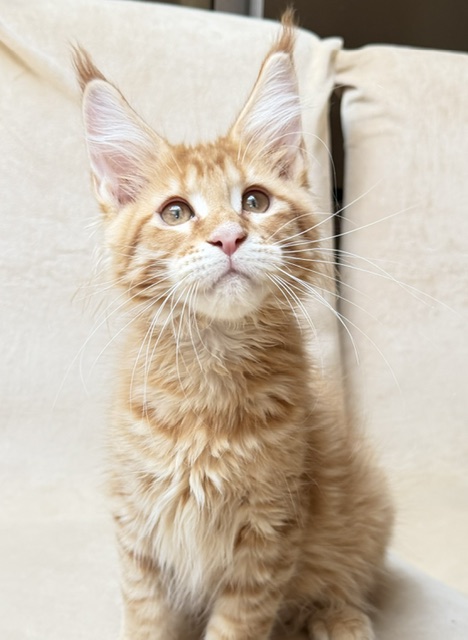 ButterCookie Chatterie MAKATEA Maine Coon