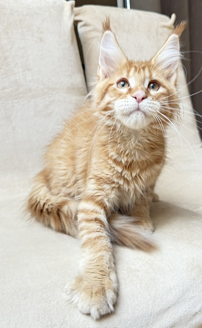 ButterCookie Chatterie MAKATEA Maine Coon