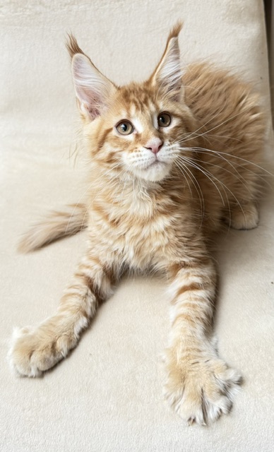 ButterCookie Chatterie MAKATEA Maine Coon