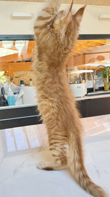 ButterCookie Chatterie MAKATEA Maine Coon