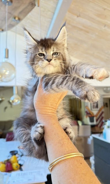 Bubble Gum Chatterie MAKATEA Maine Coon