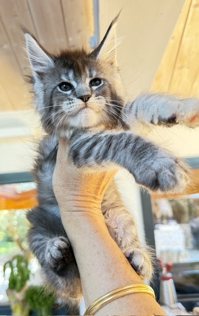 Bubble Gum Chatterie MAKATEA Maine Coon