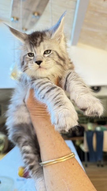 Bewolf Chatterie MAKATEA Maine Coon