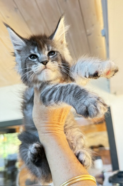 Bubble Gum Chatterie MAKATEA Maine Coon