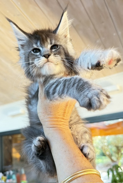 Bubble Gum Chatterie MAKATEA Maine Coon