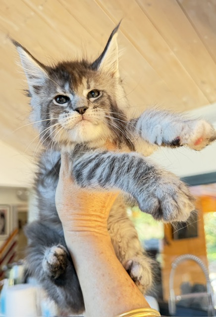 Bubble Gum Chatterie MAKATEA Maine Coon